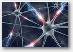 Neurons