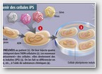 cellules iPS - 2