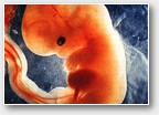 foetus 4 semaines