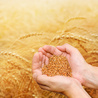 Hands of the grain-grower against a wheaten field