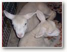 Moutons St-Druon