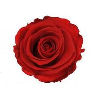 rose rouge naturelle