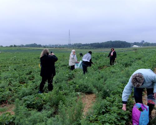 21 06 23 1 PS de Cambrai au Tronquoy cuaillette