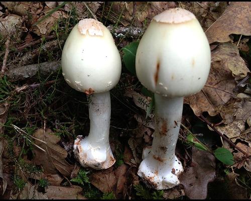 Amanita asteropus Amanite a bulbe etoile GM