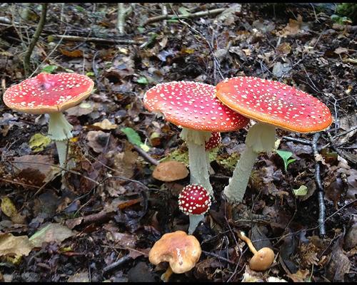 Amanita muscaria ou Amanite tue-mouche GM