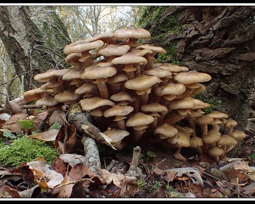 Armillaria mellea Armillaire couleur de miel  GM