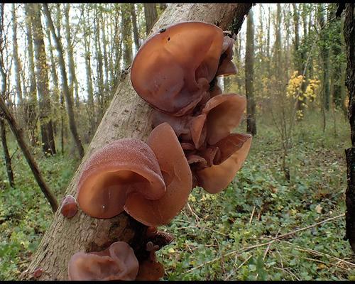 Auricularia auricula-judae Oreille de Judas GM