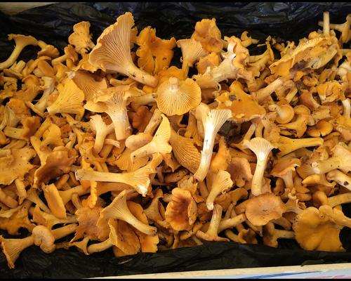 Belle recolte de girolles Cantharellus cibarius GM