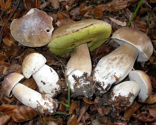 Boletus-edulis Cepe de Bordeaux Christophe Lecuru