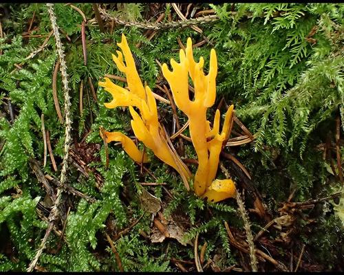 Calocera viscosa Calocere visqueuse GM