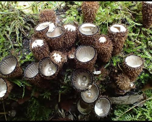 Cyathus striatus Cyatre strie GM