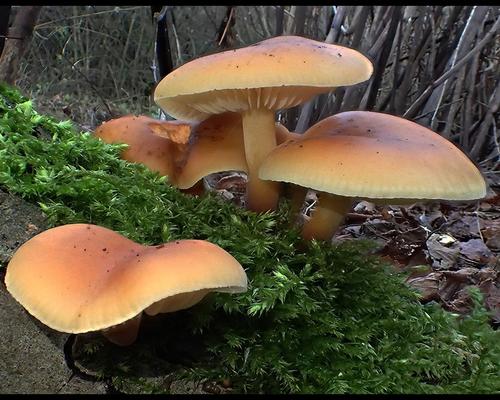 Flamulina velutipes Flamule a pied veloute GM