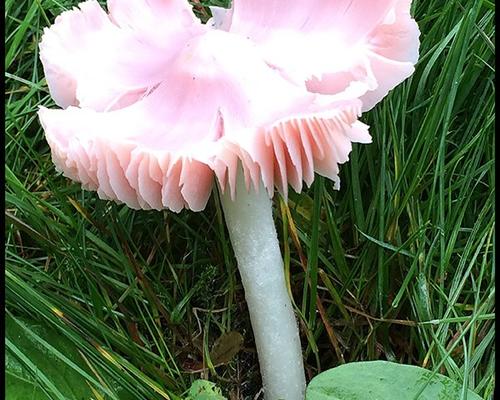 Hygrocybe calyptriformis Hygrophore en capuchon GM