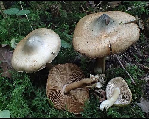 Inocybe corydalina Inocybe a mamelon vert GM