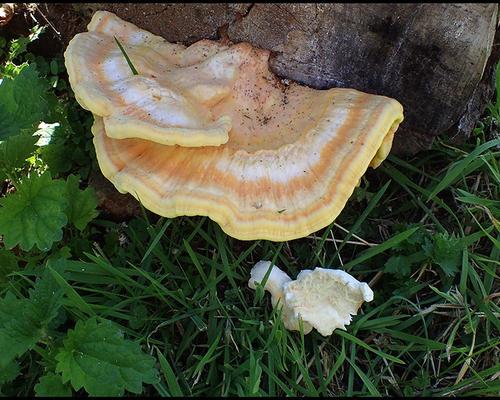 Laetiporus sulphureus Polypore souffre GM