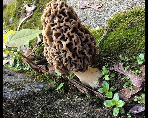 Morchella vulgaris Morille commune GM