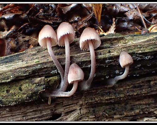 Mycena haematopus Mycene a lait rouge GM