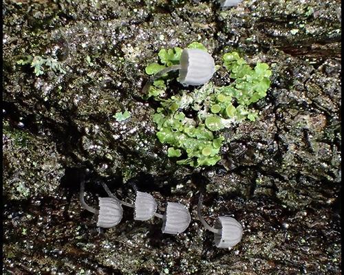 Mycena pseudocorticola Mycene corticole bleue GM