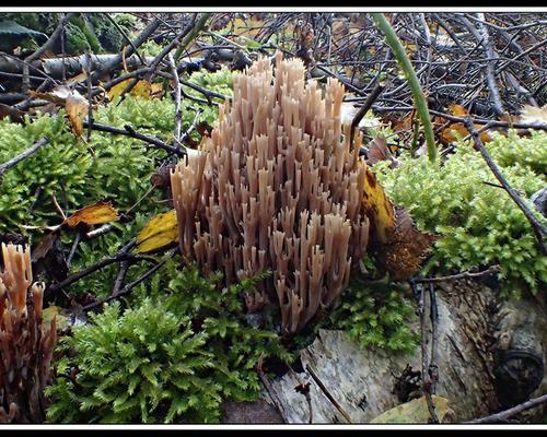 Ramaria stricta Clavaire dressee GM