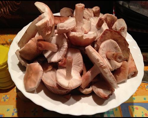 Recolte d'Amanites rougissantes Amanita rubescens