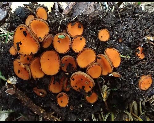 Scutellinia crinita GM