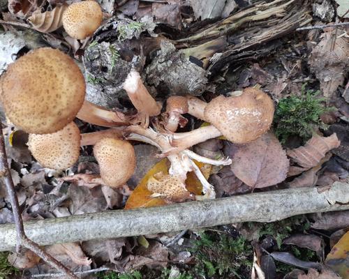 20211016-marche-priere (16)