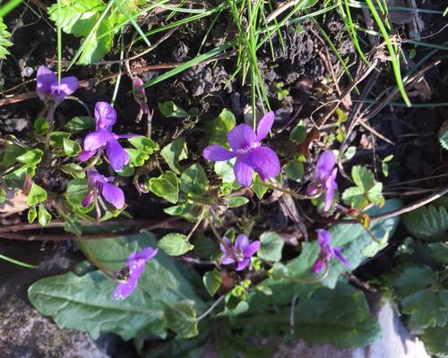 IMG_1268violettes