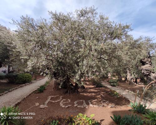 gethsemani