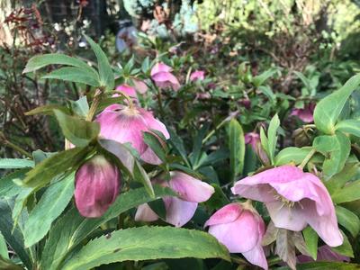 hellebore