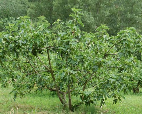 arbre figuier fig-tree-g3b87fd211_1920 pixabayhttp