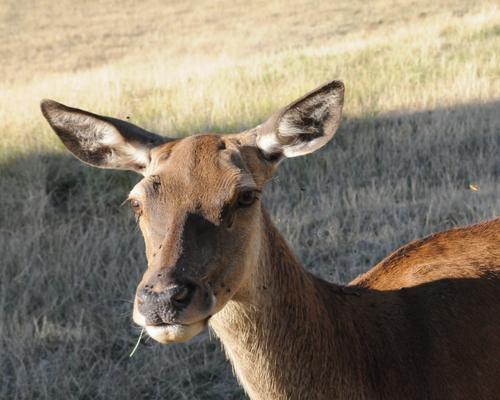 tete de biche