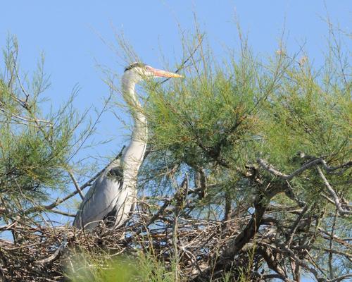 heron