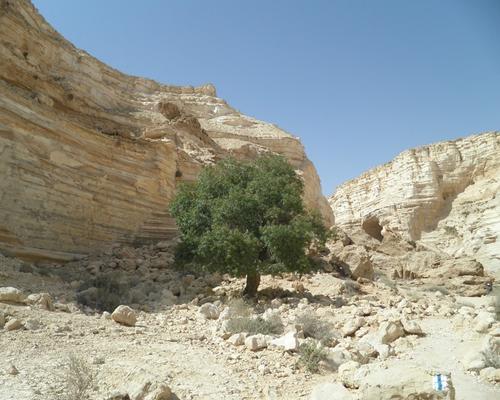 arbre desert Israel