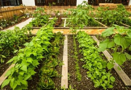 jardin salades