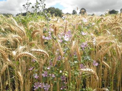 ble et fleurs