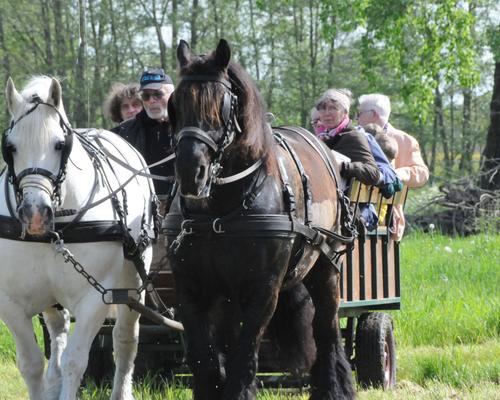 cariole chevaux