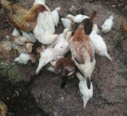Poules