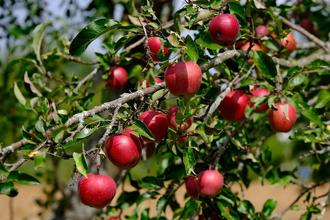 arbre apples-5539905_960_720 pixabayhttpspixabay.c