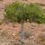 arbre figuier fig-tree-gfbfcc47d2_1920 pixabay