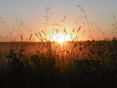 coucher soleil herbes