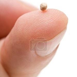 graine de moutarde api_thumb_450