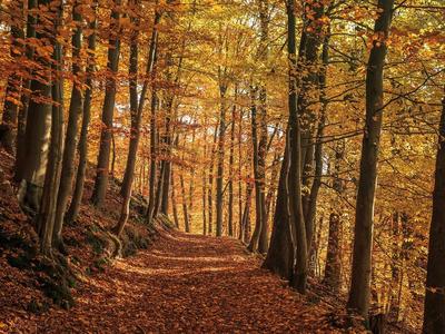 autumn-forest-3578153_1280