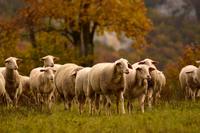 moutons-rolf-schmidbauer-unsplash