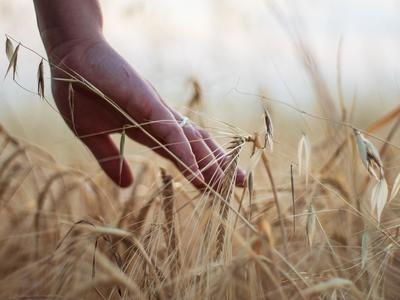 ble-main-agriculture-pixabay