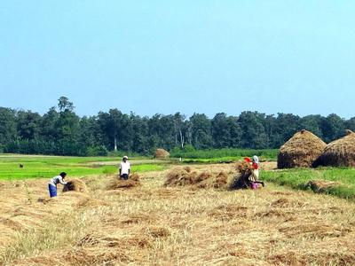 sarangib-paddy-207914