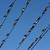 carternick-swallow-2690997_1920 pixabay
