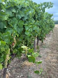 Vignes
