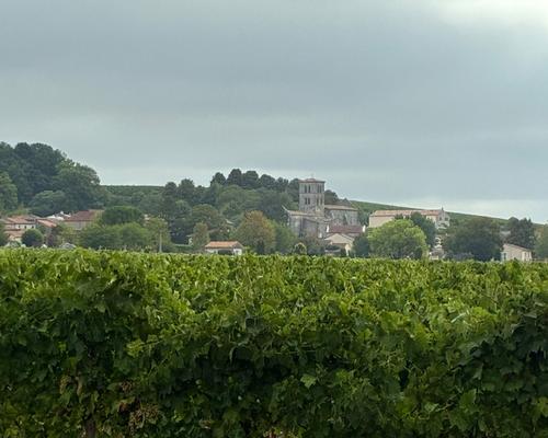 Vignes 2