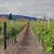 hpgruesen-palatinate-2366469_1920  Erich Westendar