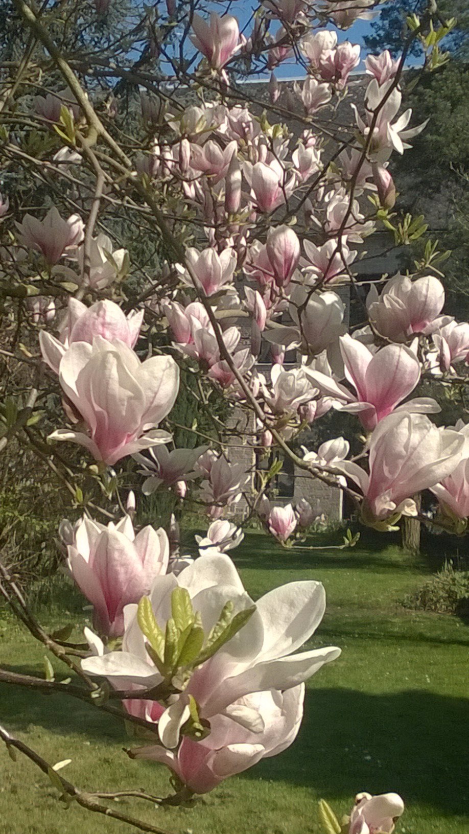 printemps Condé 2017